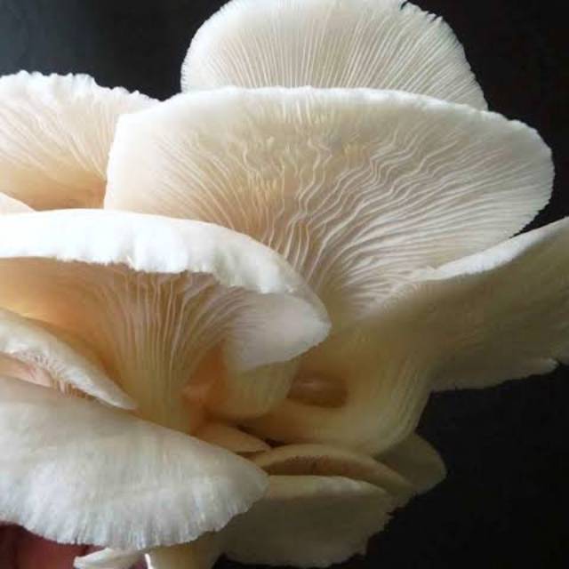 

JAMUR TIRAM SEGAR 200G/PACK