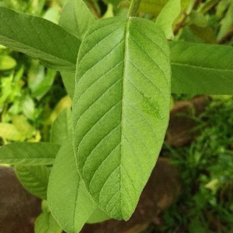 

Daun jambu biji untuk rambut rontok