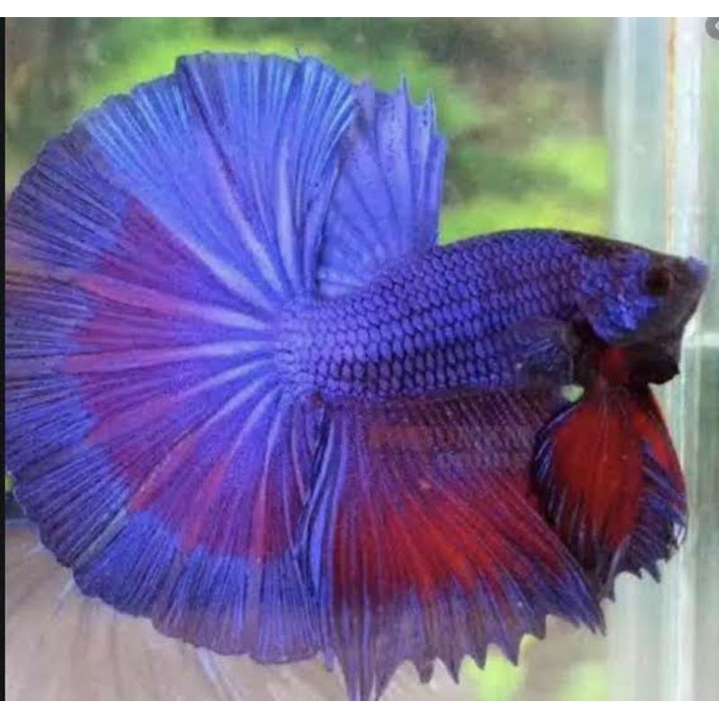 Ikan Cupang Halfmoon/Ikan cupang cantik