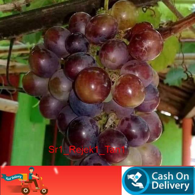 Bibit anggur import caroline manis cepat berbuah