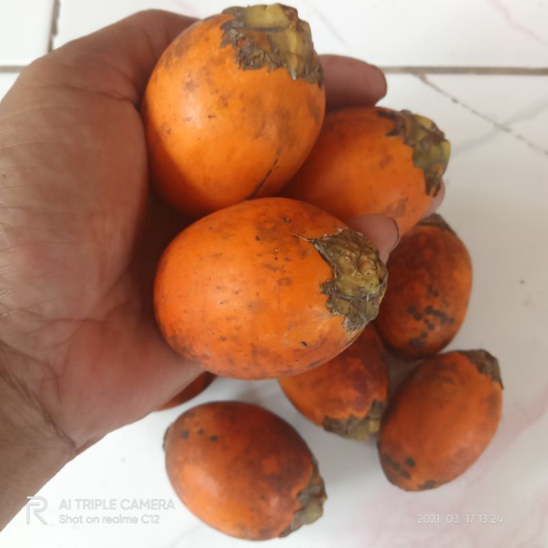 Buah pinang tua / jambe tua 500 gram