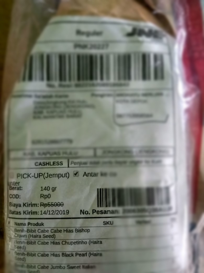 Benih-bibit Cabe Hias Uchu Cream (haira Seed)