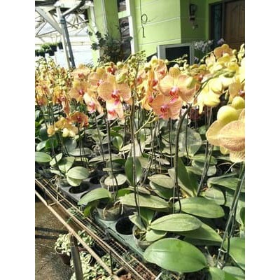 Bibit Tanaman bibit  anggrek bulan taiwan