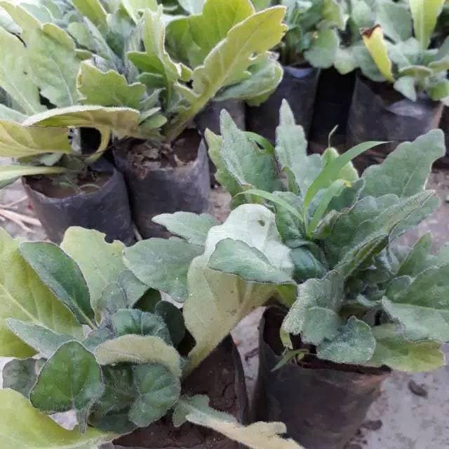Asli! bibit daun dewa murah Terlaris