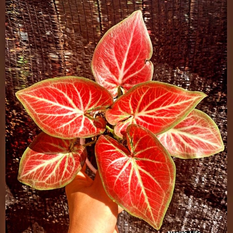 Tanaman Hias Caladium Import Rich Of Thai bibit