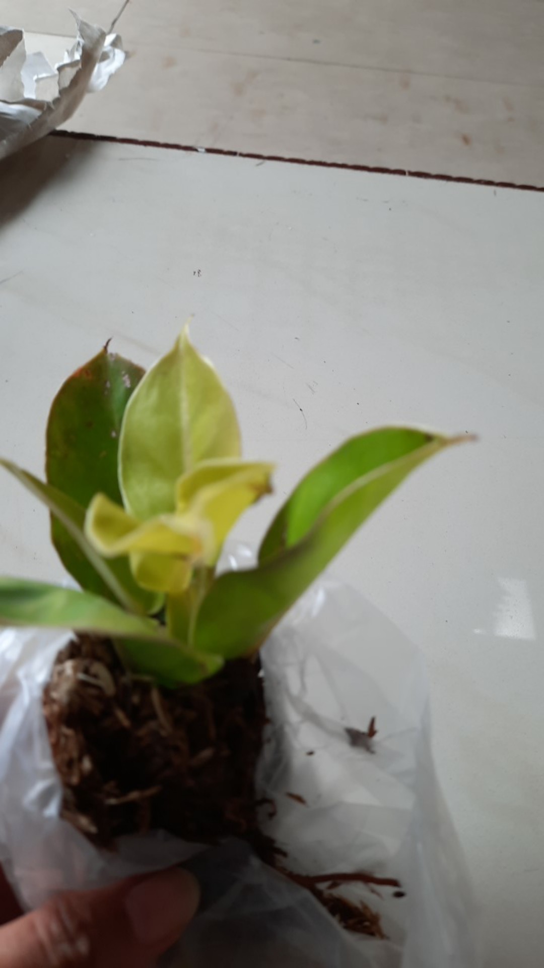 Philo Lemon/monlight
