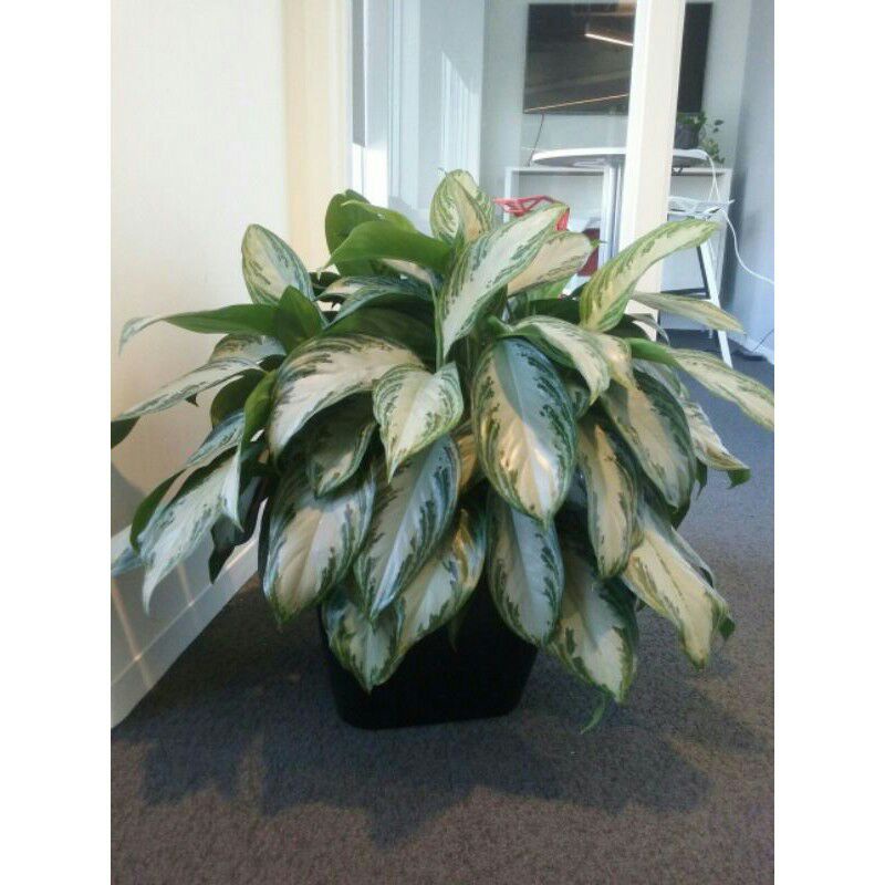 tanaman hias blanceng susu /sri rejeki jumbo