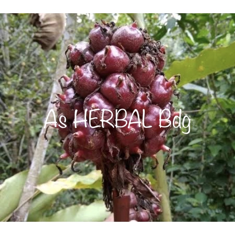 

Buah kecombrang buah honje segar 500 gram-az