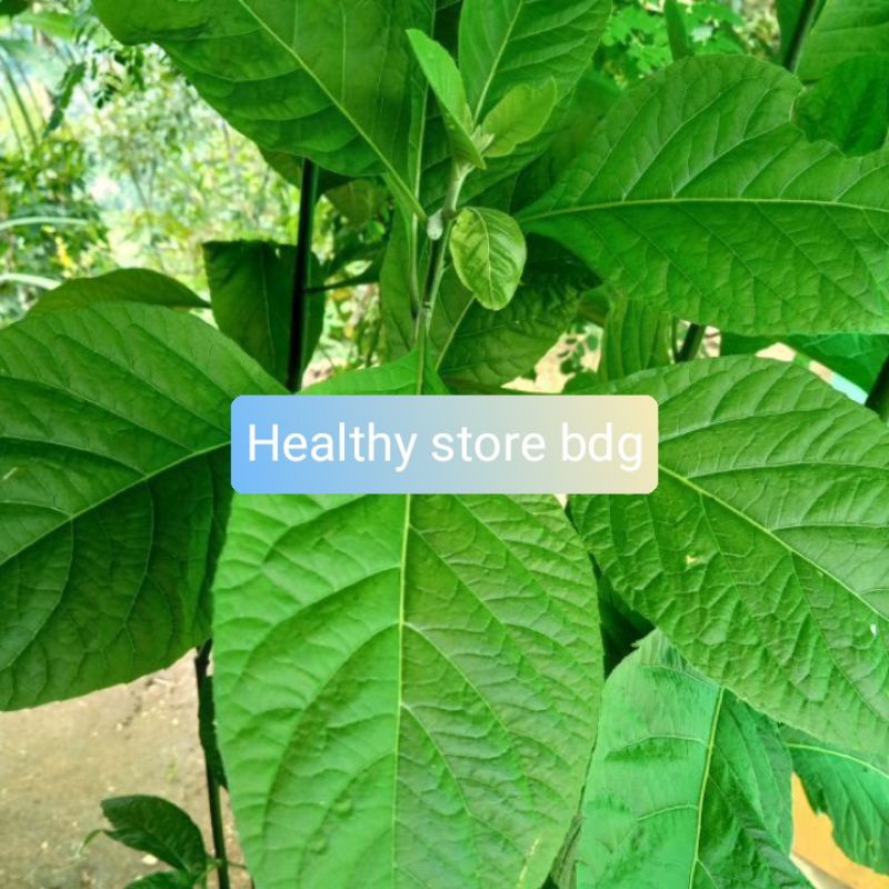 

Daun aprika segar atau daun sambung nyawa 500gram