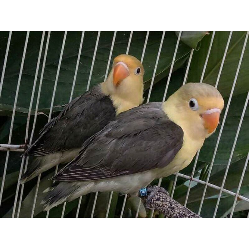 Burung Lovebird PB Mouve Fc