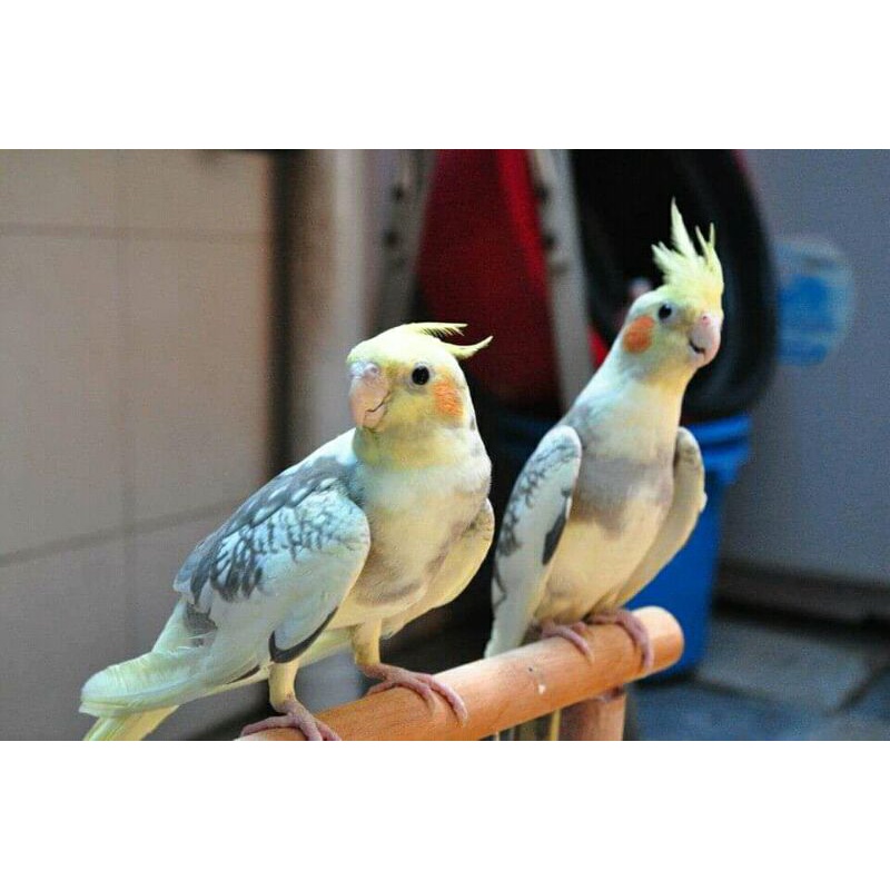 Falk / Parkit Australia Jinak Total Aman Buat Anak