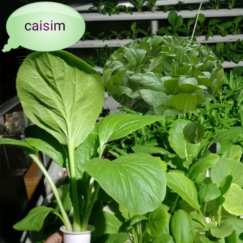 Benih sawi caisim/Sawi baso/sawi hijau