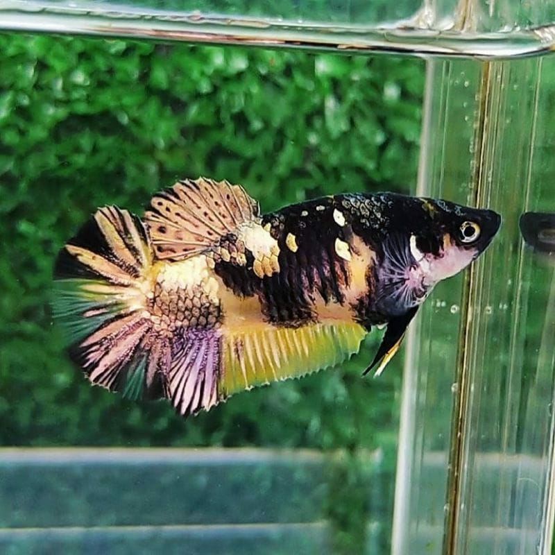 Yellow Koi Copper Ori Thai 🇹🇭 (FM)