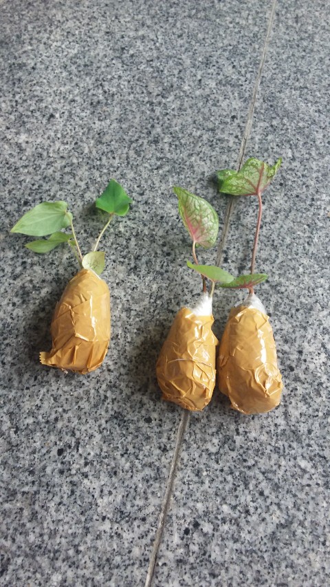 Caladium Keladi Wayang