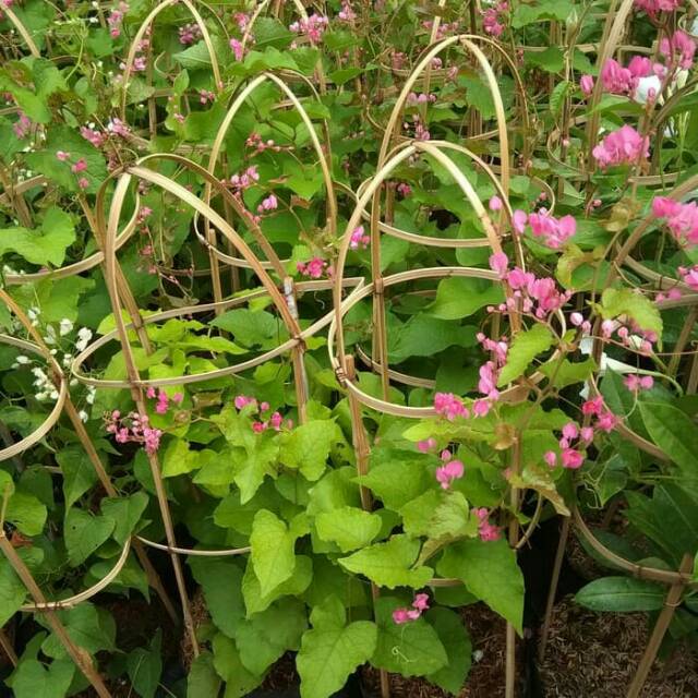 Tanaman Bunga Air Mata Pengantin - Bibit Air Mata Pengantin