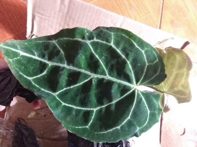 Tanaman Hias Kuping Gajah - Tanaman Anthurium Chrystalium
