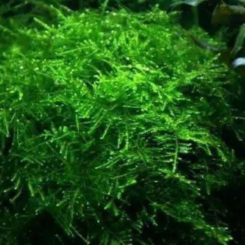 MOSS JAVA AQUASCAPE PORSI CUP TANAMAN JAVA MOSS AQUASCAPE MURAH