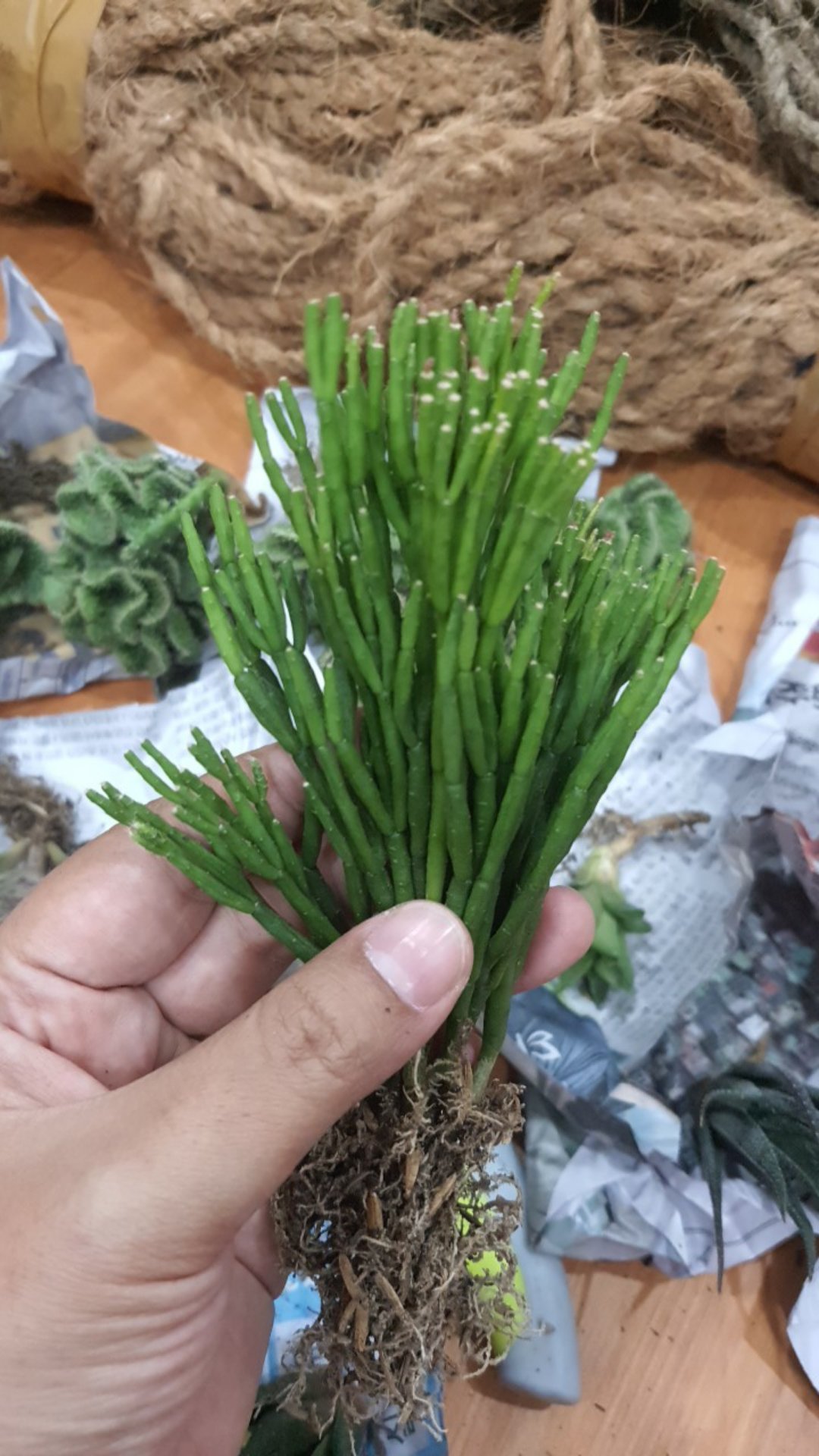 Sekulen Patah Tulang