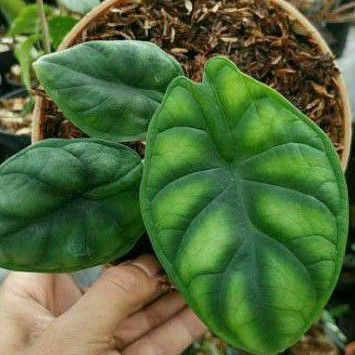 alocasia baginda dragon scale