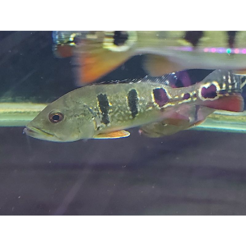 pbass brocopondo pure 100%