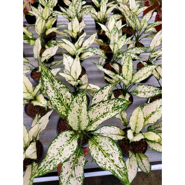 AGLONEMA SIAM PARAGON REMAJA RIMBUN TERMURAH/AGLONEMA/AGLONEMA SIAM PARAGON TERMURAH/AGLONEMA MURAH