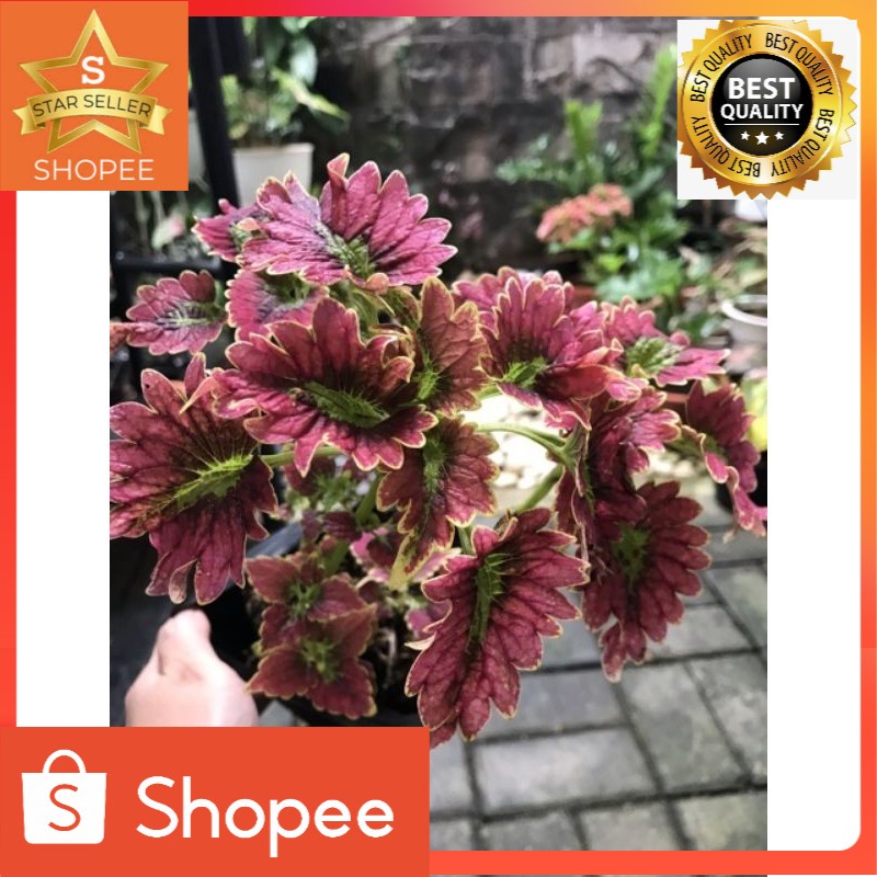 Tanaman hias miyana Dragon langka