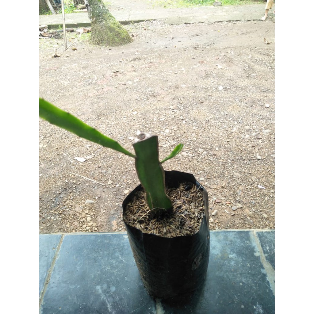 BIBIT BUAH NAGA PUTIH - BUAH NAGA MERAH // BUAH NAGA KUNING // BUAH NAGA