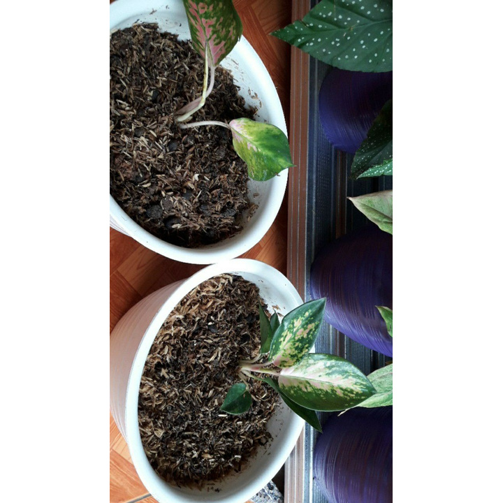 anakan red kocin / bunga aglonema baby red kochin