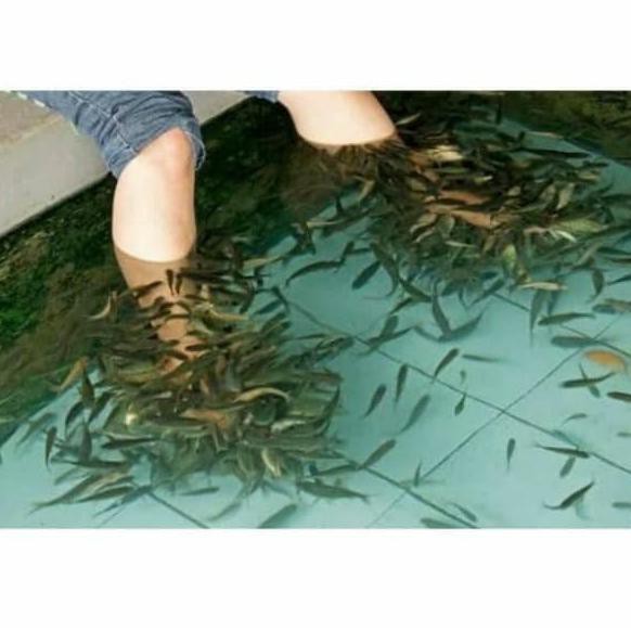 OPEN SALE IKAN TERAPI NILEM /BIBIT IKAN NILEM TERAPI