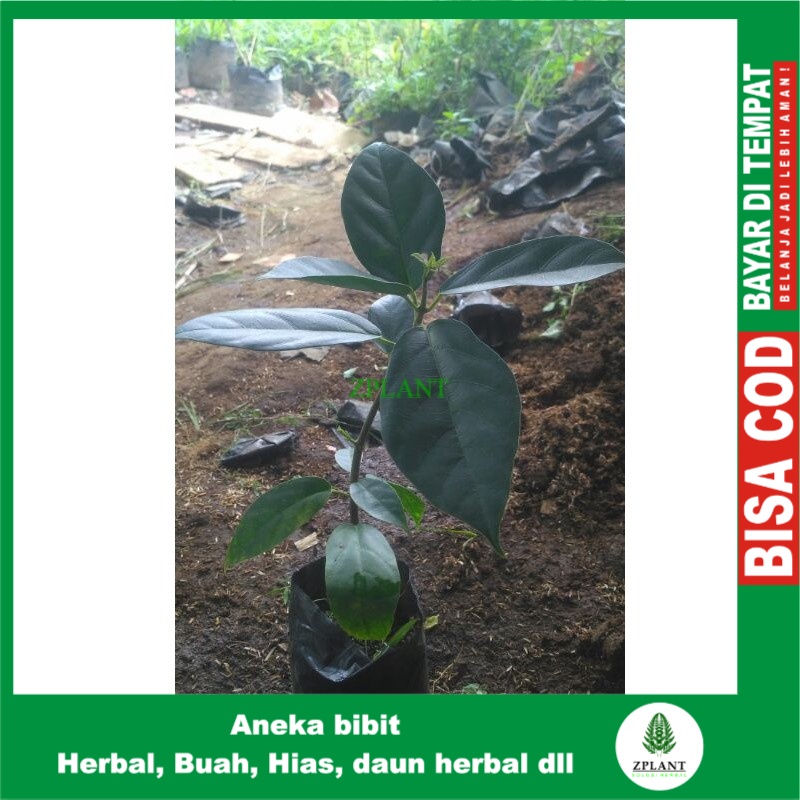 Bibit Tanaman Cincau Hijau Pohon Cincau Hijau Cincau Perdu Pohon Daun Cincau Perdu