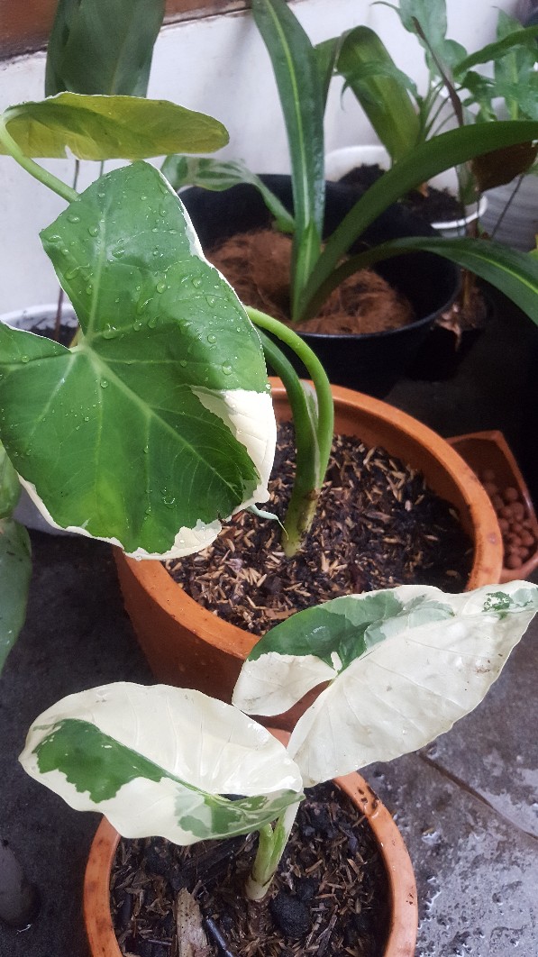 Tanaman Alocasia Macrorhizos Atau Sente Variegata Shopee Indonesia