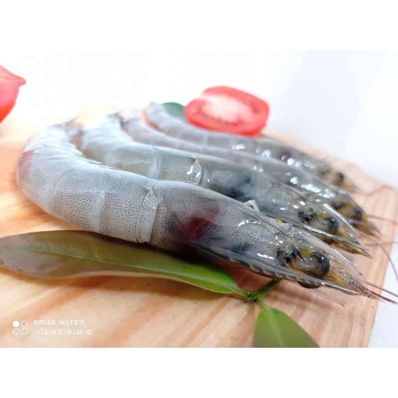 

Udang Fresh Segar Size 60an