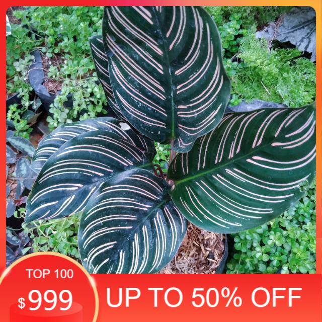 Tanaman hias calathea ornata pink strip - calathea ornata