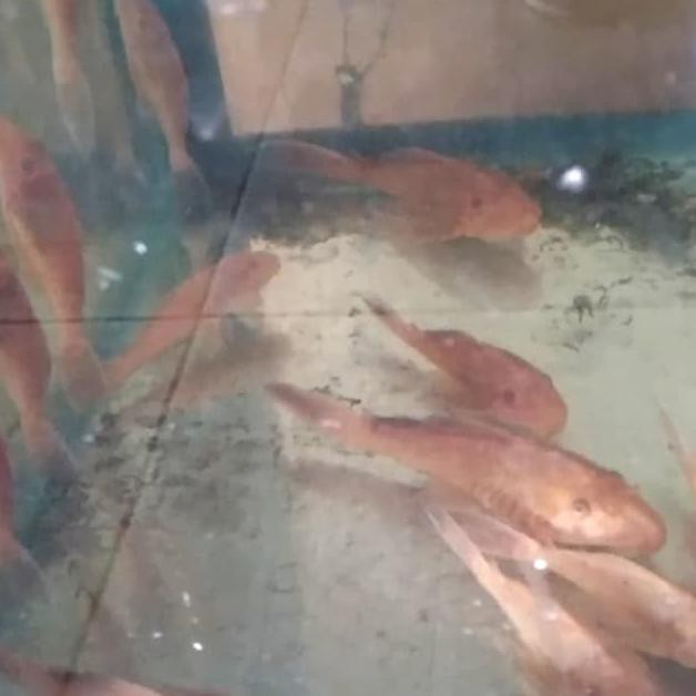 Ikan Hias Aquarium Ikan Sapu Sapu Albino Pembersih Modern