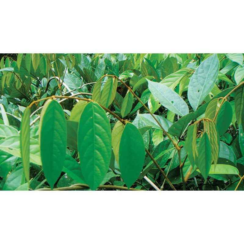 daun akar tuba segar 500gram