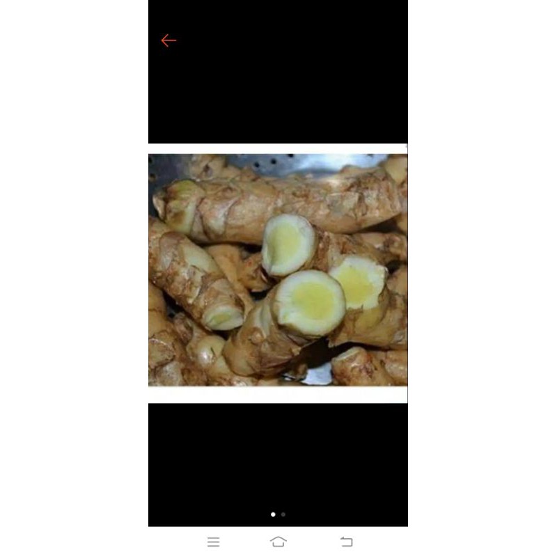 

temu putih herbal