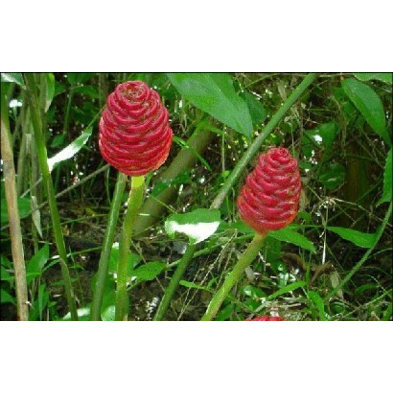 

Lempuyang segar/lempuyang fress dipanen dari kebun 500gram