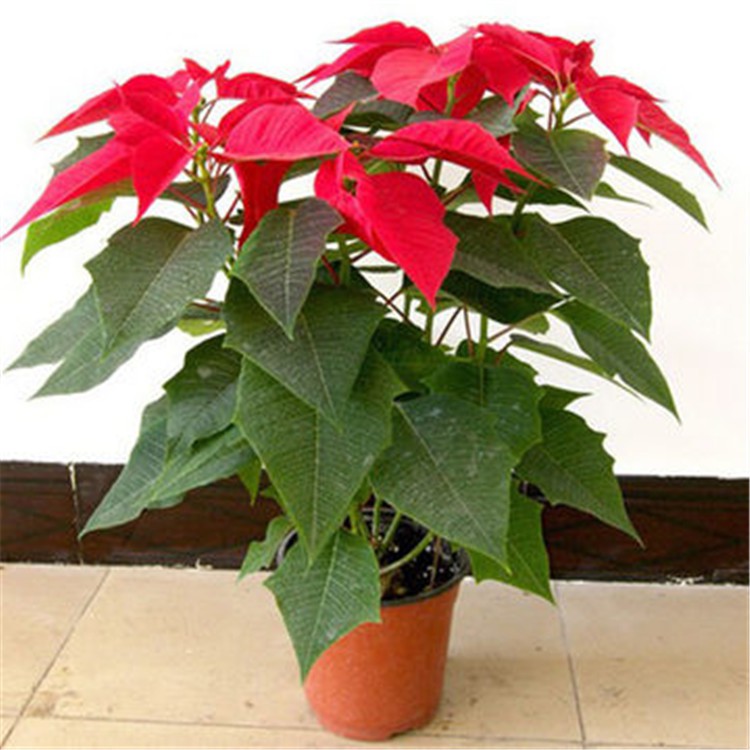100pcs Benih Tanaman Poinsettia Pot Also Known As Wannianhong (Precious)