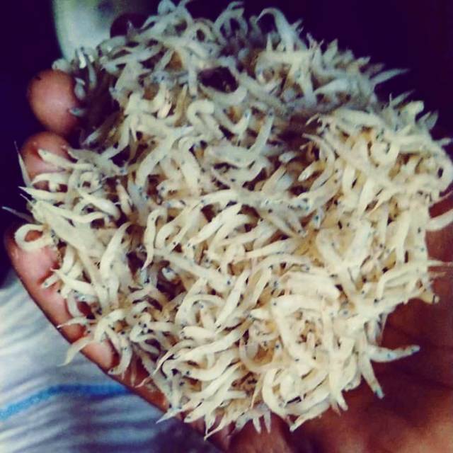 

Duo/penja kering asli palu