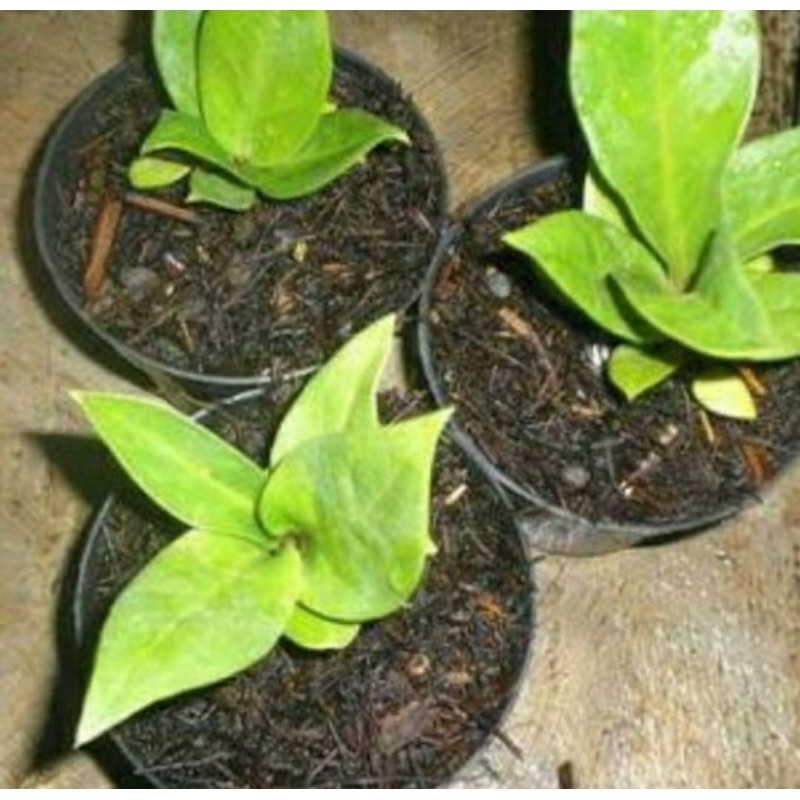 Tanaman Hias Jemani Kobra / Tamanan Jemani Cobra