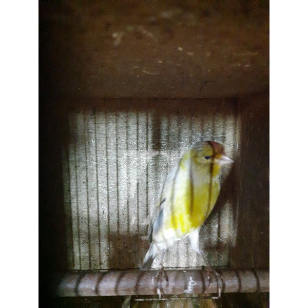 kenari loper gacor gelap