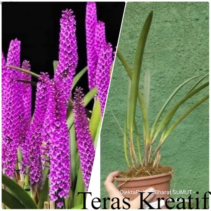 Anggrek Hutan Arpophyllum#Anggrek Hutan Sumatera ; Bunga & Tanaman Terlengkap