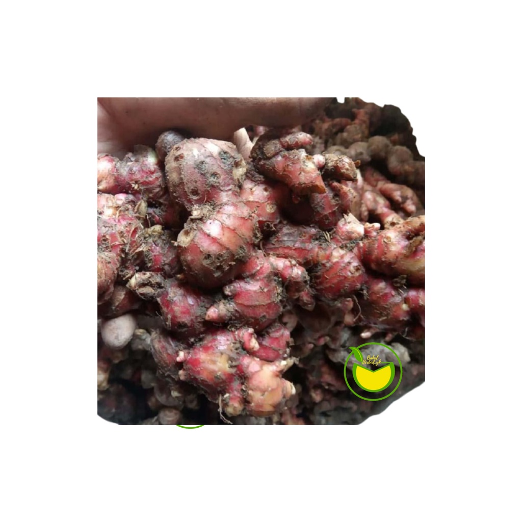 

Jahe Merah Obat/Herbal Berkhasiat untuk Kesehatan Penyegar Tubuh Bakulherbal.yogya