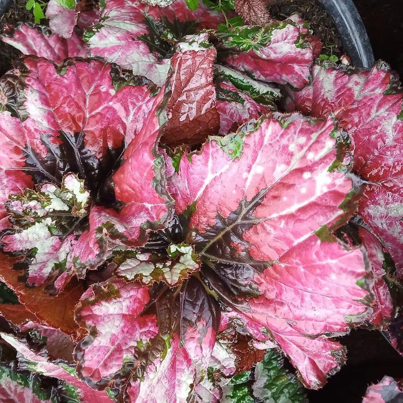 begonia rex keong treecolor