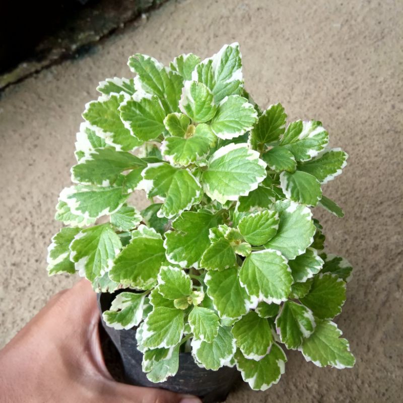 Tanaman hias Miana varigata hijau putih