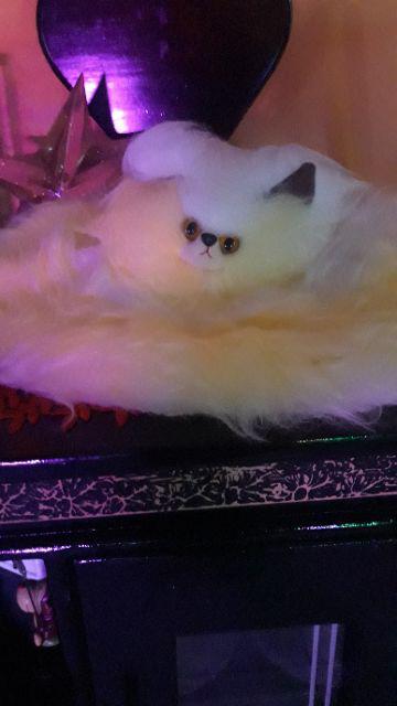 Tempat Tisue Kucing Imut