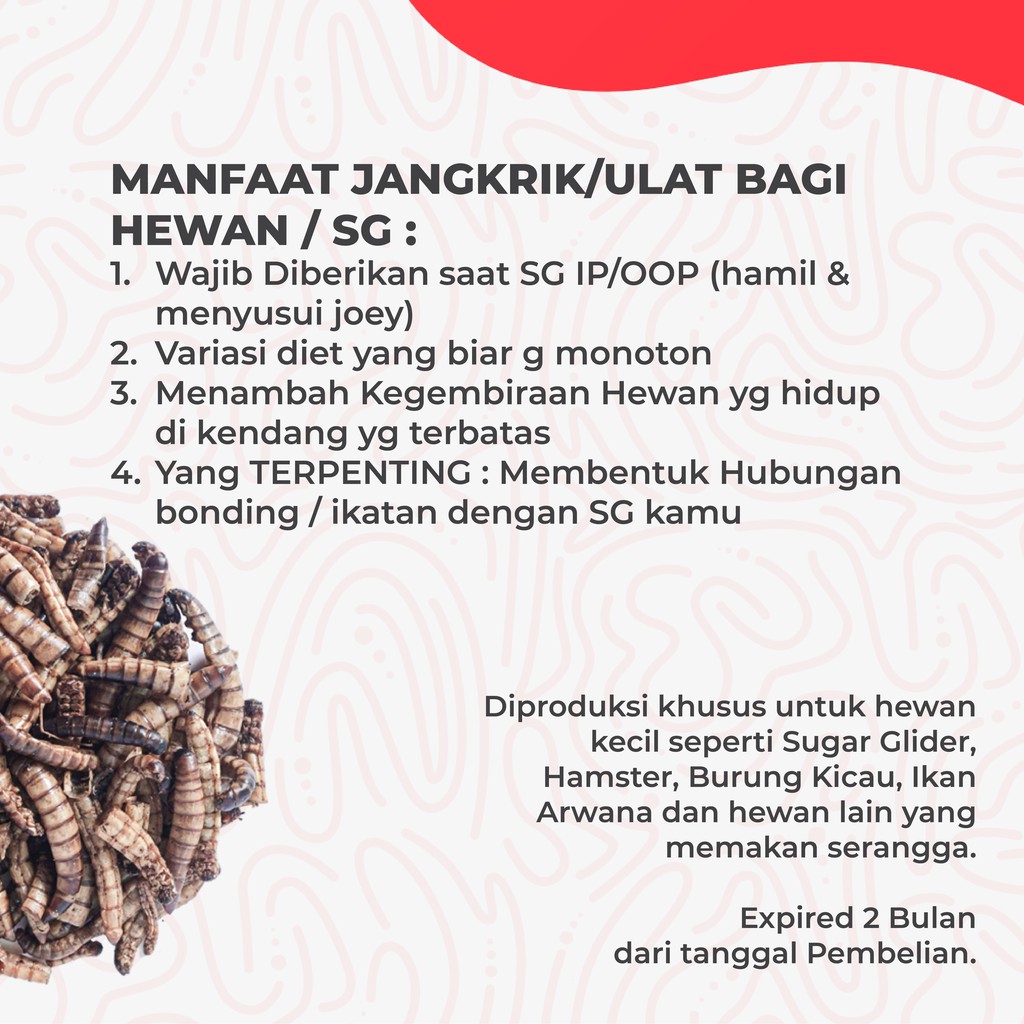 ADEWAP GLIDER Ulat Jerman Kering Dried Super Worm Cemilan Sugar Glider - 40gr