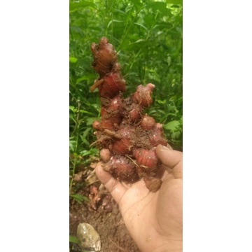 

Jahe Merah Organik