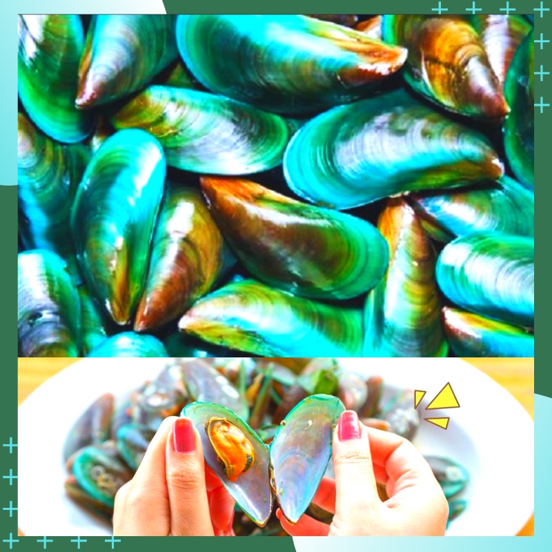 Kerang Hijau Beku Segar 1Kg Fresh Frozen Food Depok Bogor Jakarta Seafood Makanan Hasil Laut