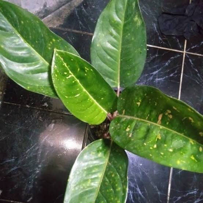 Tanaman hias aglonema big roy hijau